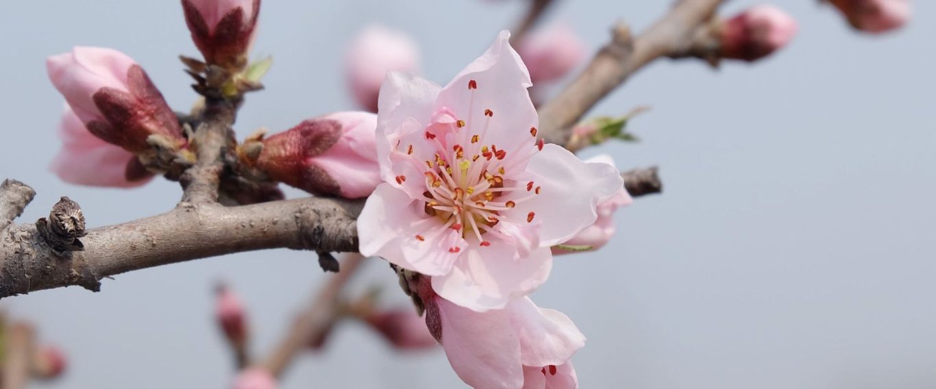 Témoignages Chemin en forêt